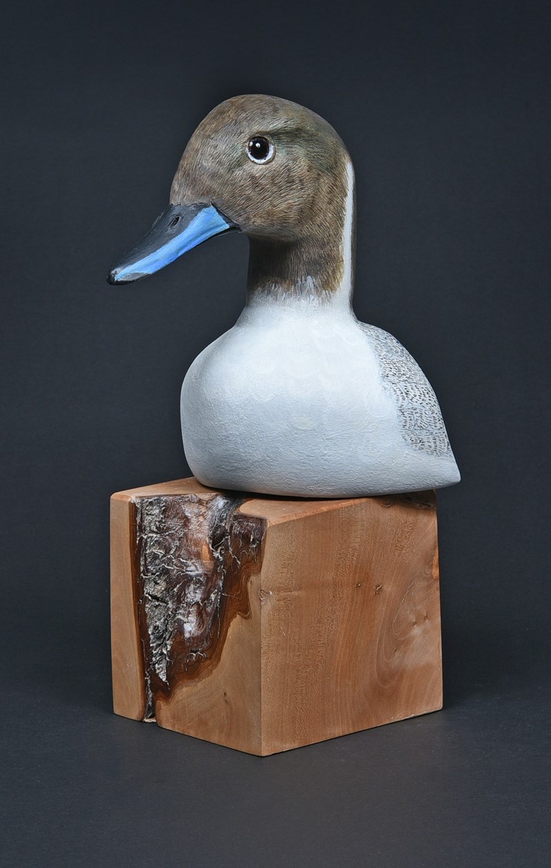 Pintail head by George Olsson