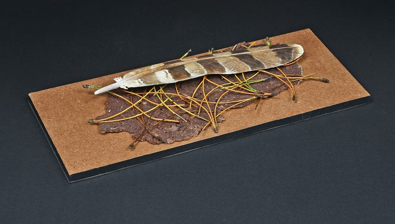 Goshawk feather by Richard Rossiter, 1st