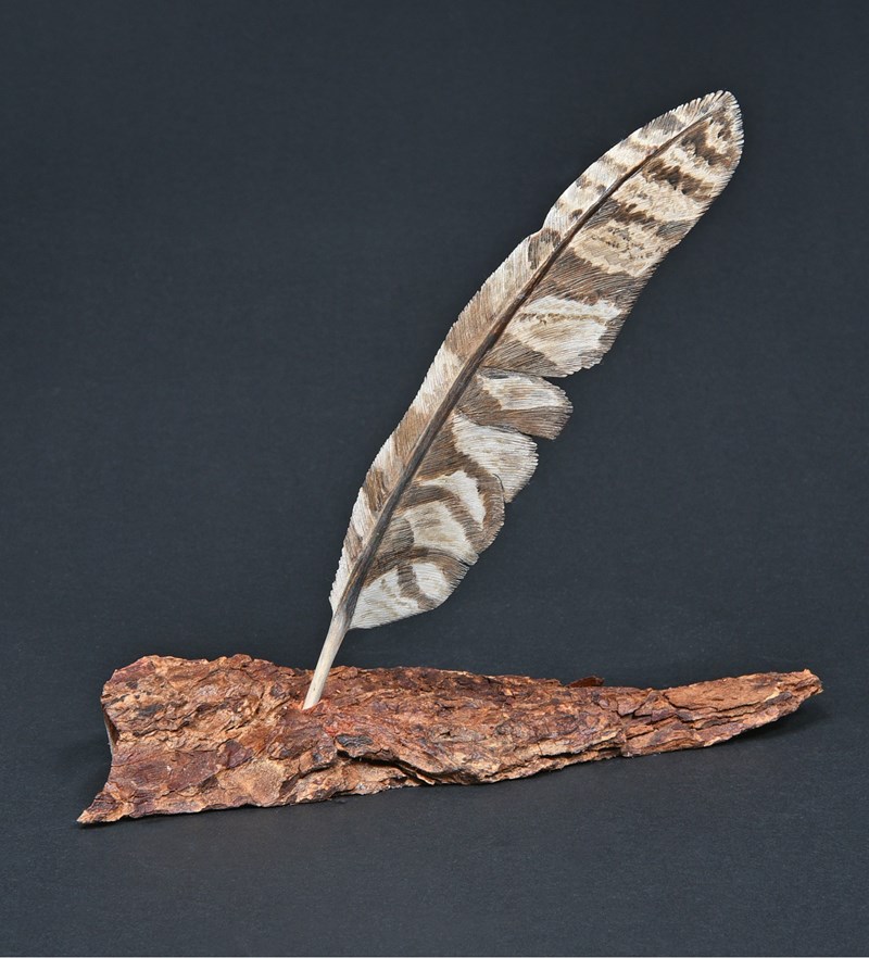 Tawny Owl primary feather P6/7 by Jan Bartlett, 2nd