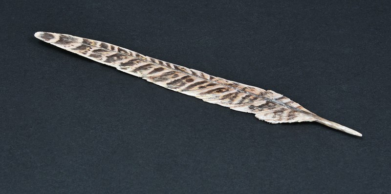 Pheasant feather by Maggie Port