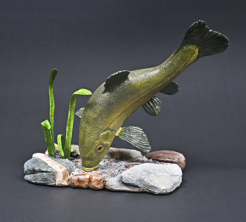 Tench feeding by Martyn Bacon, HC