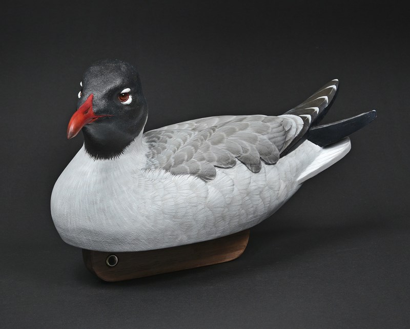 Laughing Gull by Craig Mortimore, HC