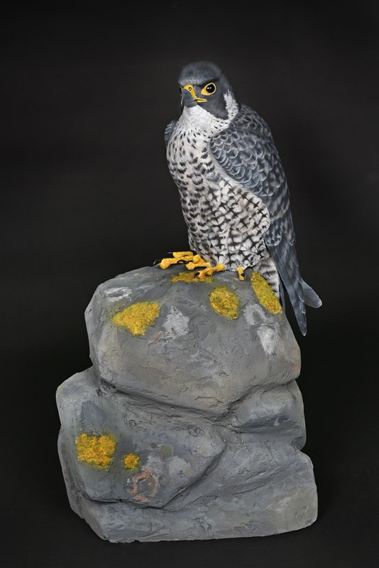 Peregrine Falcon by Alan Pickersgill, 2nd