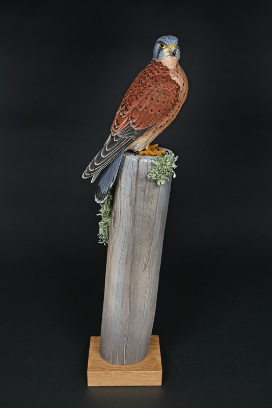 Kestrel on sea ivory lookout post by David Askew, Highly Commended