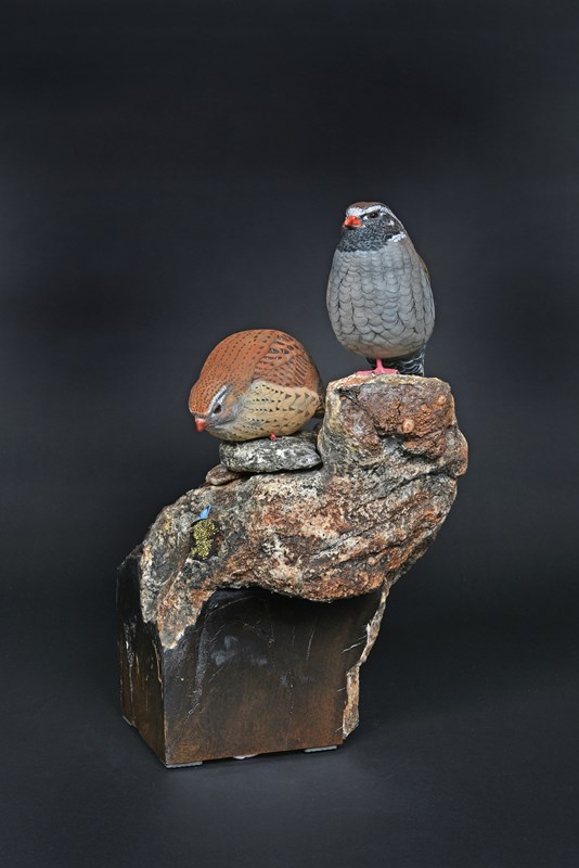 Himalayan Quail (Ophrysia superciliosa) by Lennart Pettersson, 1st