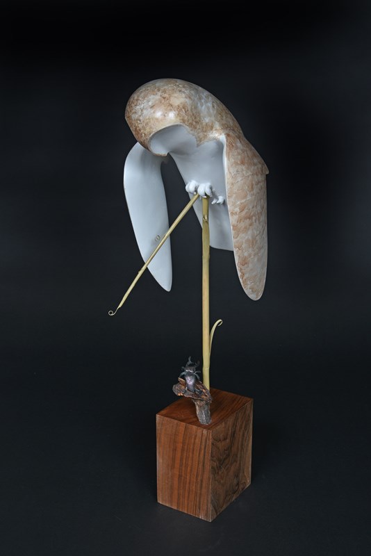 Barn Owl by Owen Wignall, 1st