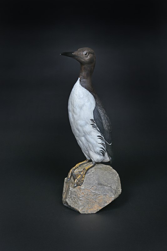Guillemot in breeding plumage by Ton Visser, 1st & Runner-up to British Champion
