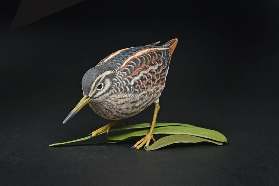 Jack Snipe by Alan Pickersgill, 2nd