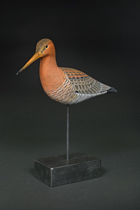 Black tailed Godwit breeding adult by Raif Killips, 1st