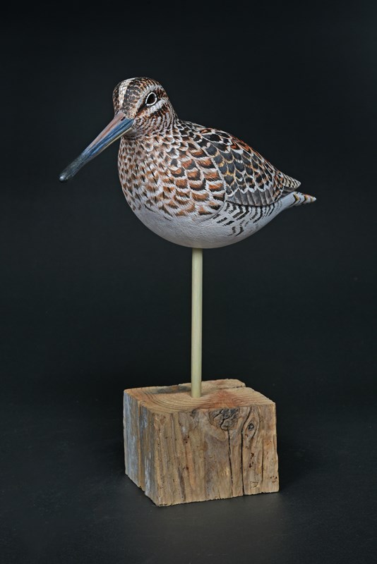 Common Snipe (Faeroensis race) by David Askew, Highly Commended