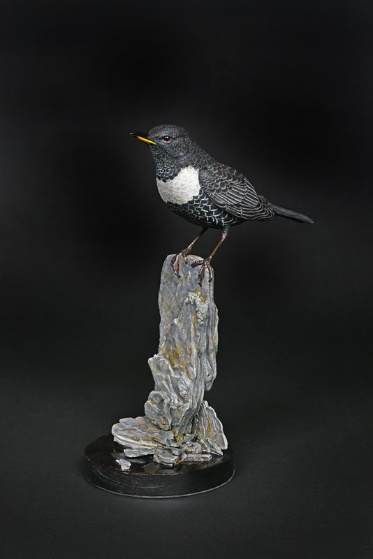 Ring Ouzel by Richard Rossiter, 1st & British Bird Carving Champion