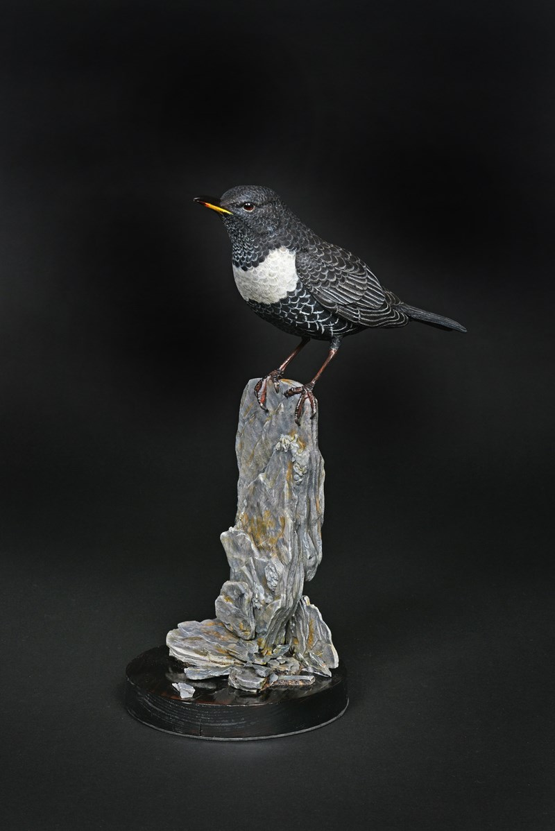 Ring Ouzel by Richard Rossiter, 1st & British Bird Carving Champion