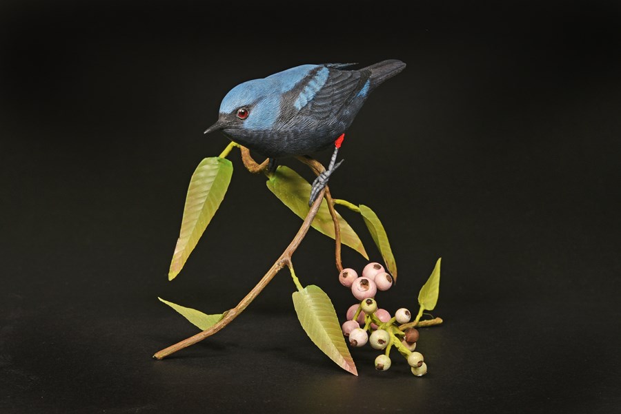 Scarlet-thighed Dacnis by Alan Pickersgill, 2nd