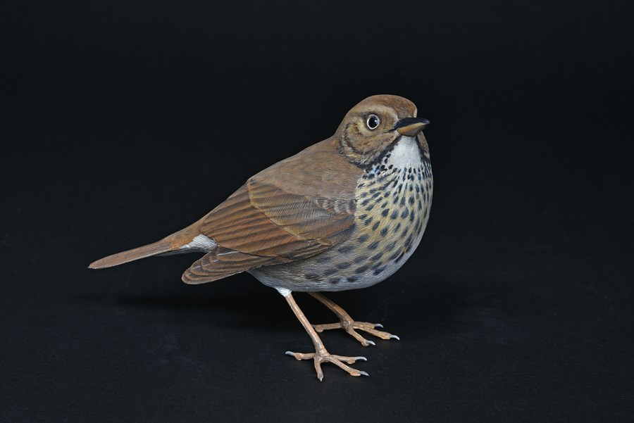 Song Thrush by Alan Pickersgill, Highly Commended