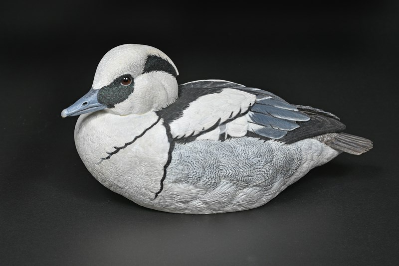 Smew by Richard Rossiter, 1st