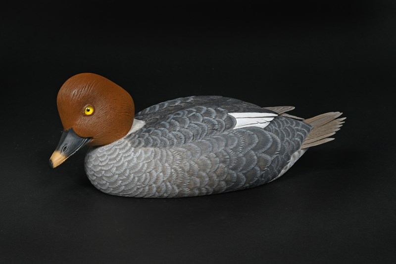 Goldeneye by Paul Dalby, Highly Commended