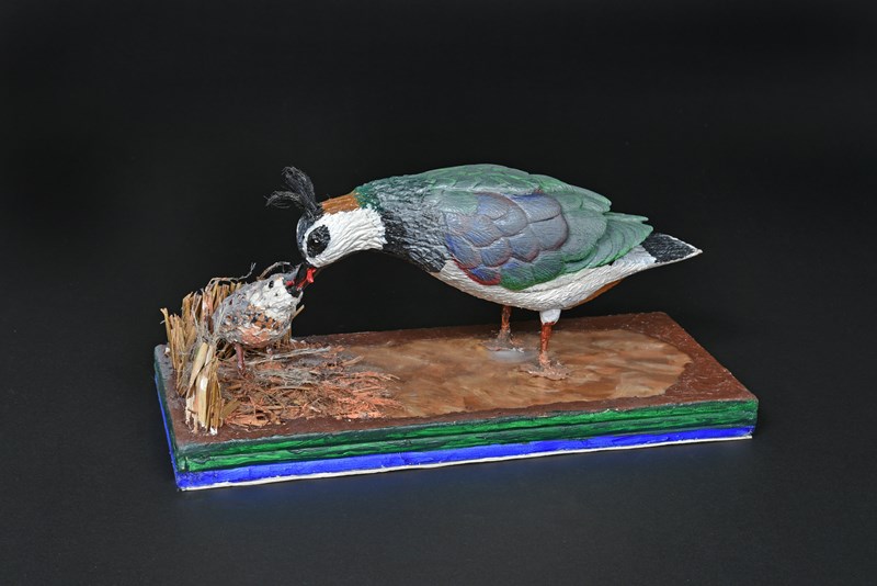 Northern Lapwing feeding by David Fewkes