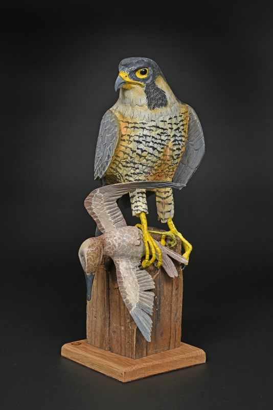 Peregrine captured a Knot by Rob Davies, Gold