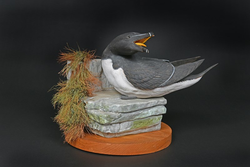 Razor Bill by Phil Palmer, Gold & Best Novice & Best Newcomer