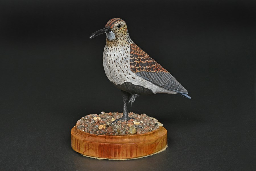 Adult Dunlin, summer breeding plumage by Brian Price, Bronze