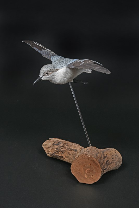 Adult Sanderling, non-breeding plumage by Brian Price, Silver