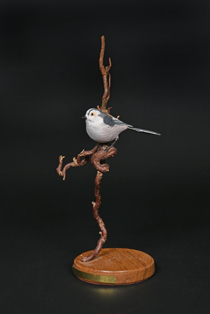 Long-tailed Tit by Phil Palmer, Gold