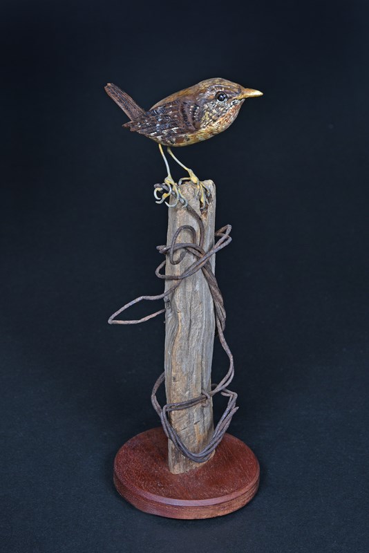 Wren on barbed wire fence by Carol Davies
