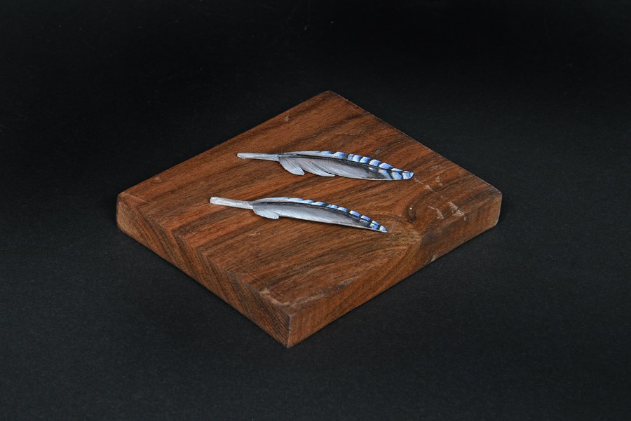 European Jay (wing covert) by David Askew, 1st