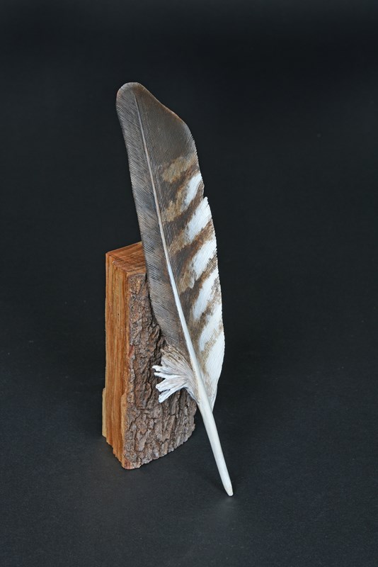 Common Buzzard secondary wing feather by Raif Killips, 2nd