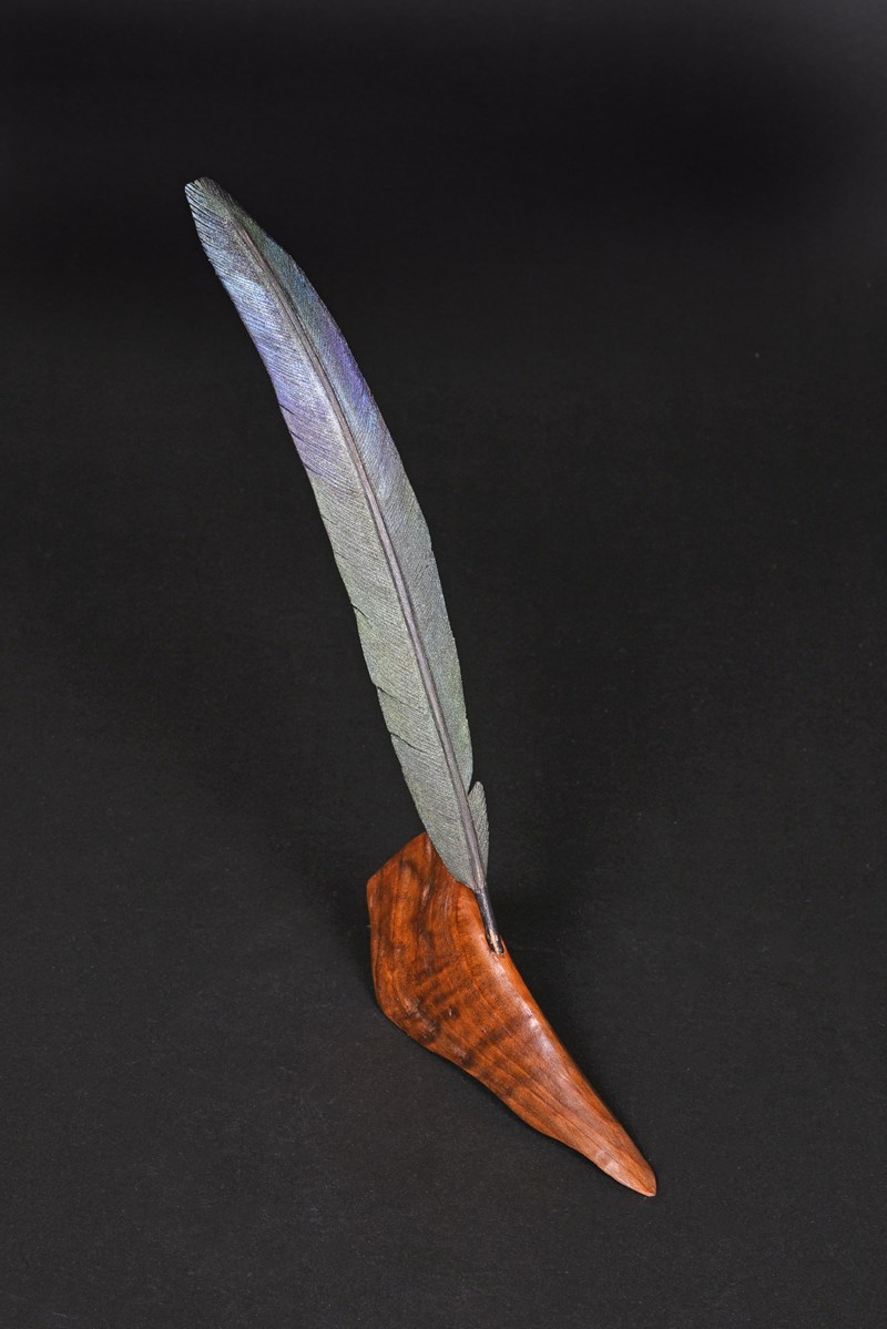 Juvenile magpie tail feather by Jan Bartlett
