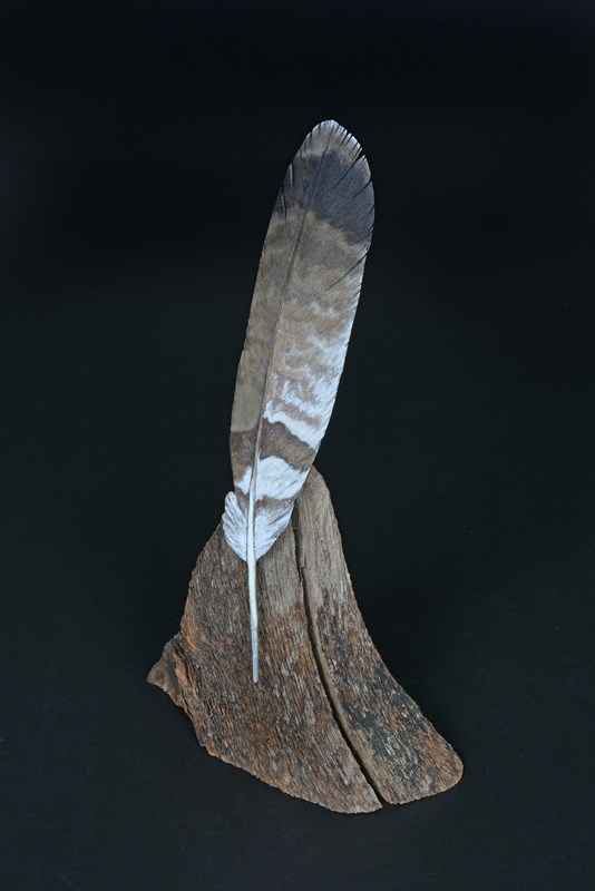 Honey Buzzard secondary feather by Ton Visser