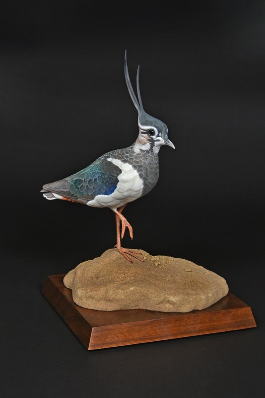 Best Individual Lapwing by Paul Tully