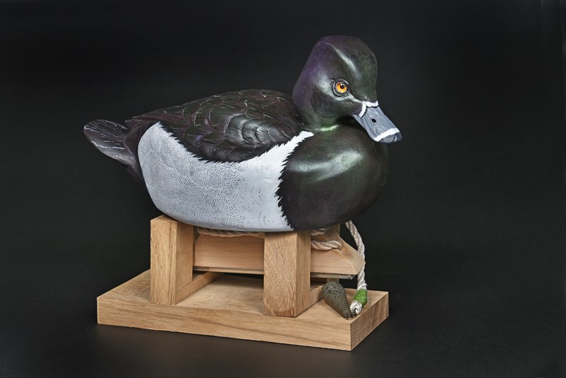 Ring Necked Duck by Terry Getley, 2nd