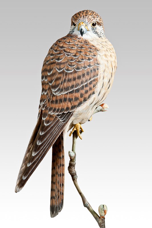 2011 David Clews Tree top Kestrel