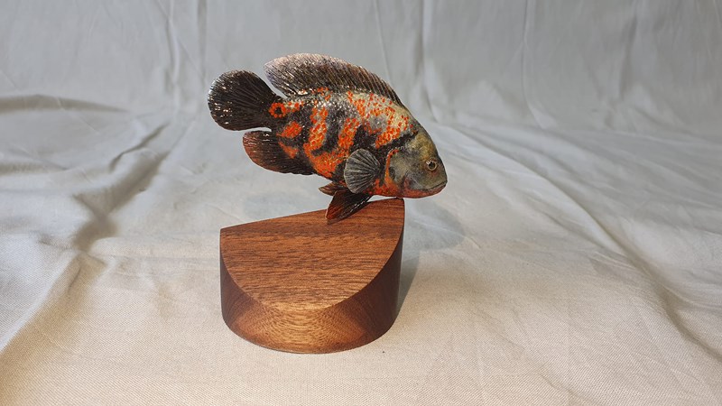 Cichlid by Bo Wessman