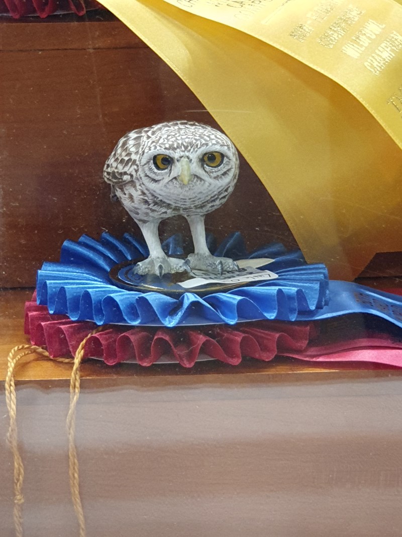 Little Owl by David Askew Champagne Waterfowl