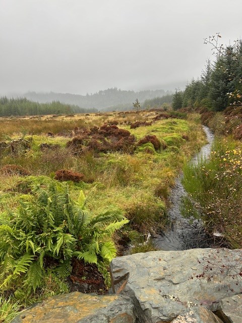 Autumn Colours Leannach Forest