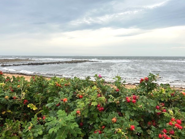 View from coastal path
