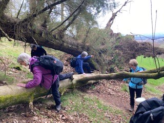 Getting around the trees