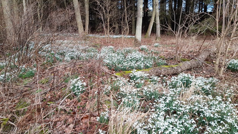 Snowdrops