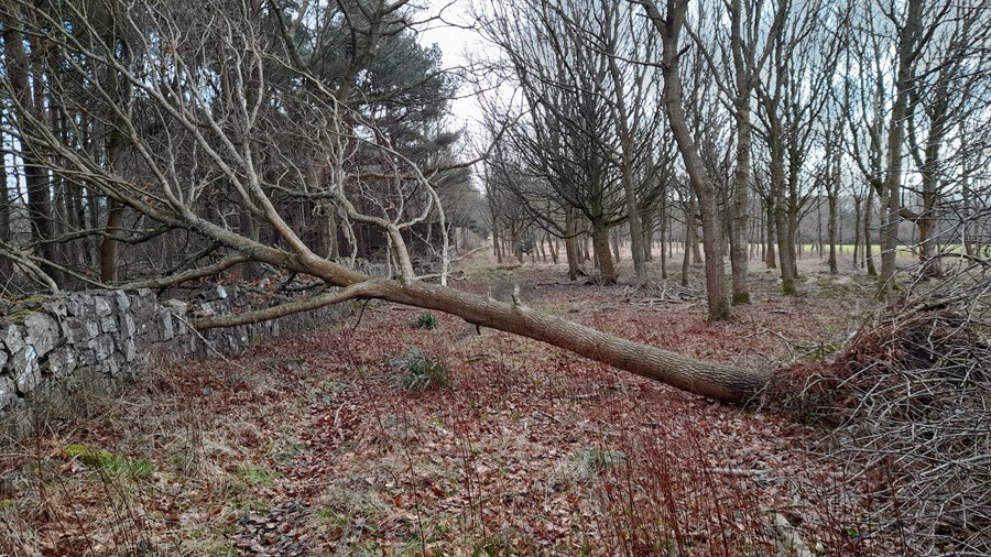 Reminder of windy days gone by