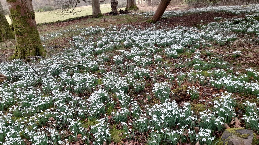 More snowdrops