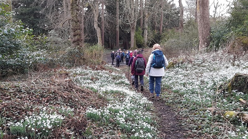 Walking through more snowdrops after lunch