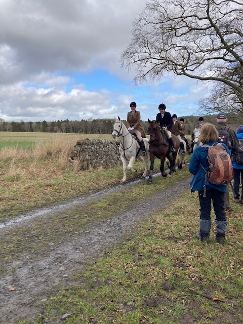 The horses