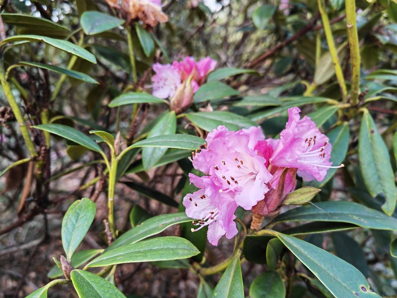 Its not just snowdrops that are in bloom