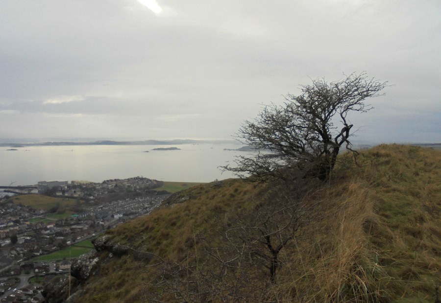 Tree at the top