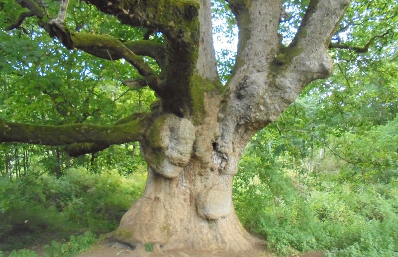 Old and massive sycamore tree