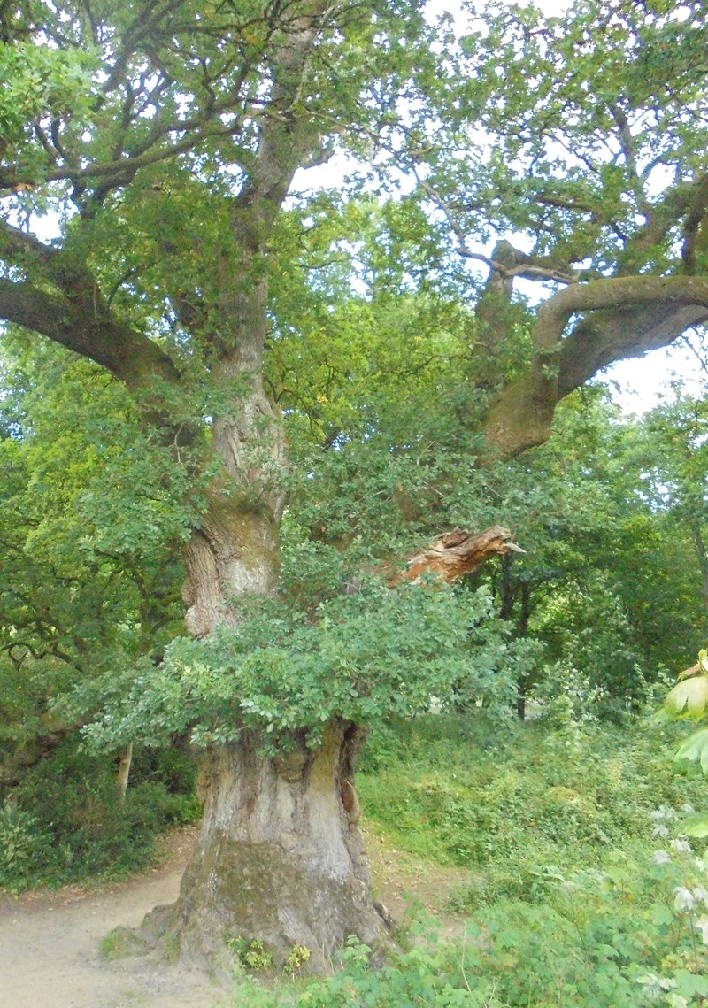The Birnam Oak