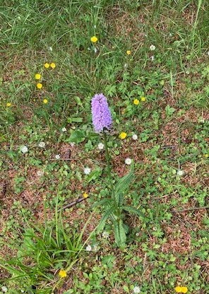 Wild orchid