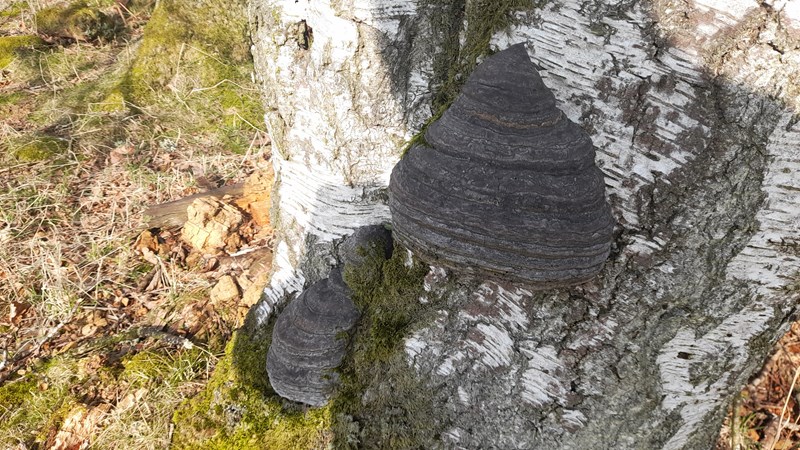 Tree funghi spotted at lunchtime